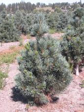 Vanderwolf Pine